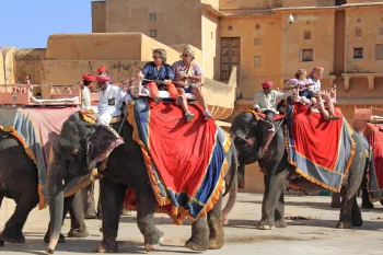 Several tourists riding elephants in front of an amber fort