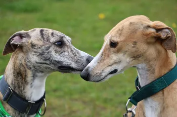 Two greyhounds touching noses.