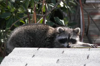 A raccoon on a roof.