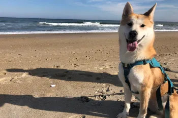 A happy tan and white dog wearing a teal harness sits on a sandy beach with the ocean in the background.