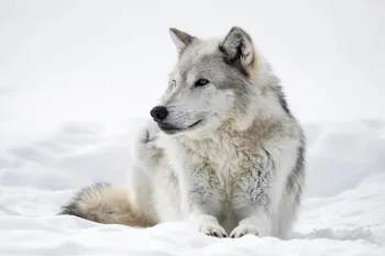 A wolf in the snow.