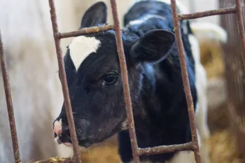 A black and white calf peeks through the bars of its enclosure, its large dark eye looking out sadly.