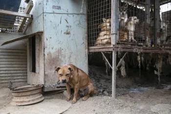 Dogs on a dog meat farm in South Korea.