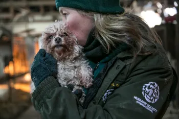 A dog being rescued from a dog meat farm in South Korea.