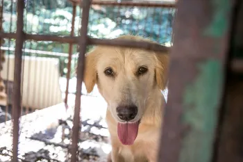 A large tan dog with its tongue hanging out looks through the bars of a cage