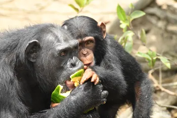 Chimps