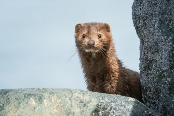 A mink peers out from behind a rock formation, its dark eyes wide and alert against a pale blue sky.