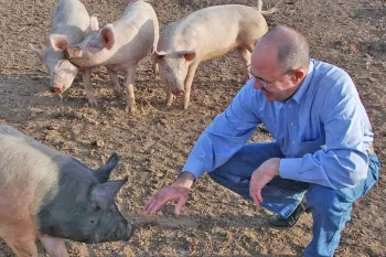 A man in a blue shirt and jeans crouches down to interact with a group of pigs on a dirt ground.