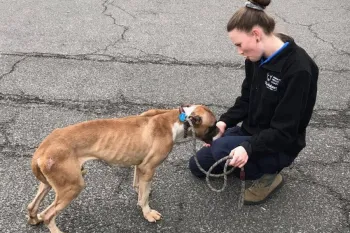 A woman in a black jacket holding a brown leash kneels down to comfort an emaciated dog on a cracked asphalt surface
