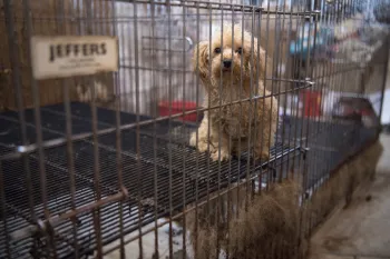Puppy mill investigation