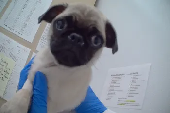 A small beige and black pug puppy being held by someone wearing blue gloves. The puppy has large, expressive eyes and a wrinkled face.