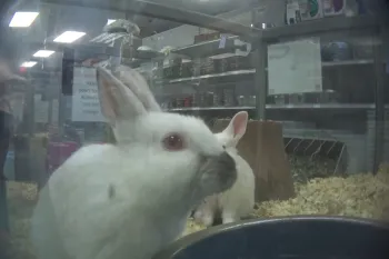 White rabbit on display at a Petland store in Fairfax, Virginia seen during an investigation.