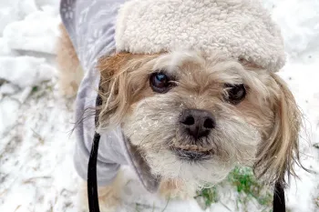 Charlie the dog wearing his coat and hat in the snow.