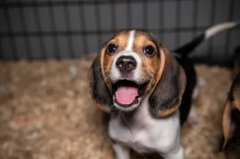 A happy beagle puppy looks at the camera