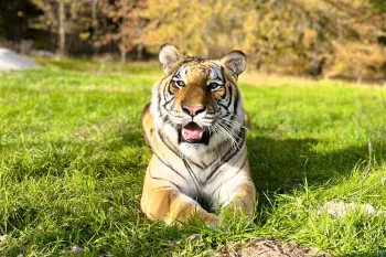 Tiger laying down in the grass in an open field