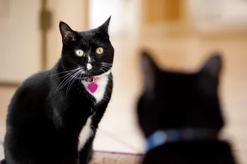 A black and white cat with green eyes and a pink heart-shaped tag on their collar sits looking forward. Another cat is blurred in the foreground.