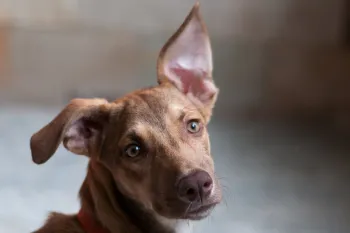A close-up shot captures a brown dog with one ear perked up and the other flopped down, its gaze fixed intently forward with a curious expression.