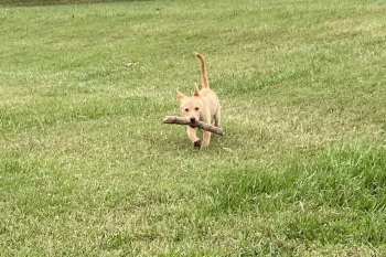 A playful light brown puppy with perky ears runs across a grassy field, proudly carrying a thick stick in its mouth