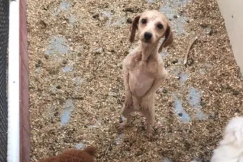 A sad-looking puppy at a puppy mill in Iowa.