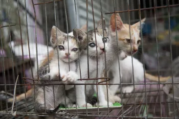 Kittens in a cage at a slaughterhouse