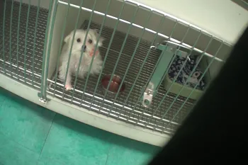 A small, fluffy white dog sits in a cage, looking out through the bars. A red food bowl and a blue and white blanket are visible inside the cage.