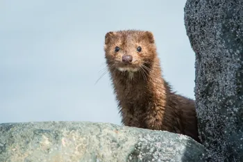 A brown mink looks over a rock in the wild.