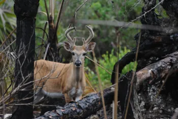 A young deer with velvet antlers stands alert in a forest recovering from a fire, with charred trees and new green growth surrounding it.