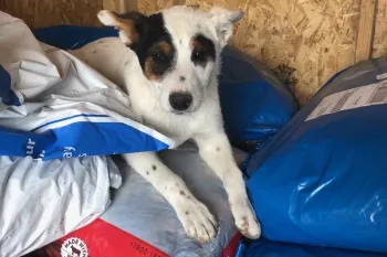 A small puppy with black and brown markings around its eyes and ears rests among large blue and white bags