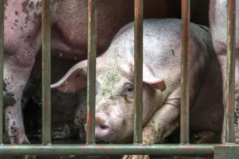 Mother pigs in gestation crates 