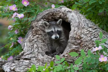 healthy raccoon peeps out from a log