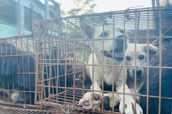 Dogs rescued from the dog meat trade in China.