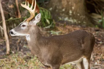 A buck with large antlers stands alert in a wooded area, its brown fur blending in with its surroundings