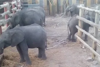 Baby elephants in Zimbabwe being captured to be sent to zoos.