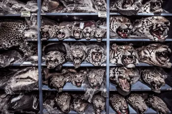 Shelves of big cat heads