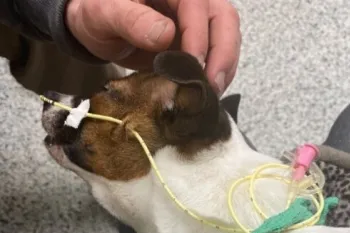 A sick dog with an iv