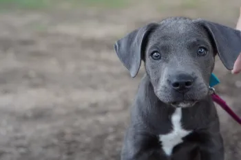 A young grey pitbull stares into the camera