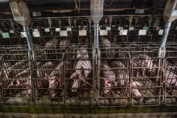 A row of pigs confined to small gestation crates