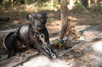 Black dog chained outside during alleged dogfighting rescue