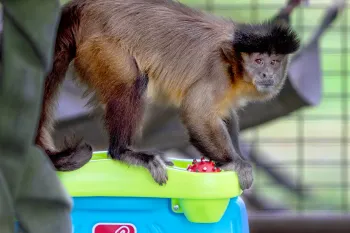 Phoenix the capuchin monkey plays with a toy at Black Beauty Ranch