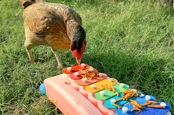 A chicken pecks at a colorful children's xylophone