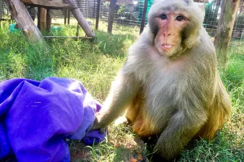 Gizmo, a blind macaque at Black Beauty Ranch Sanctuary