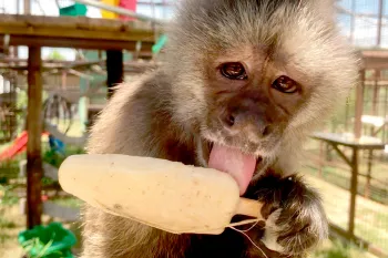 Phoebe the monkey enjoying a popsicle.