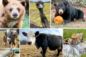 A collage of images including a brown bear, emu, black bear, goat, iguana, cow and tiger