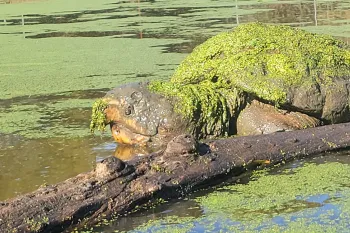 alligator snapping turtle nicknamed “the kraken” surfaces in a sanctuary pond