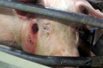 An injured pig crammed into a gestation crate