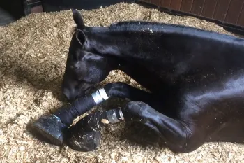 Horse suffering from soring