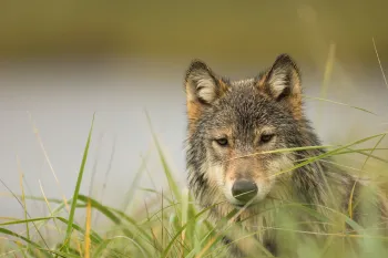 Gray wolf in field