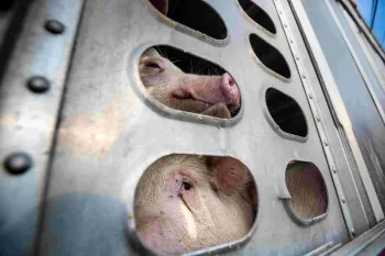 Two pigs confined in a small side