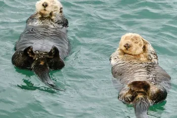 Two otters floating on their backs in the water.