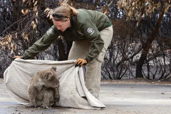Kelly reaches down to safely pick up a koala.